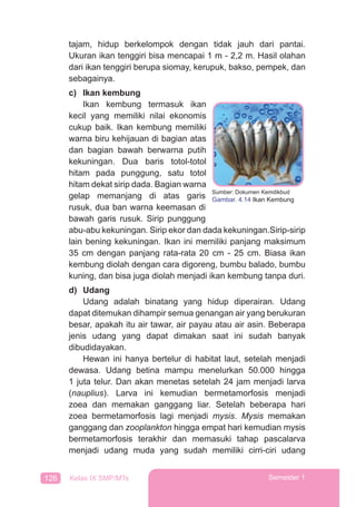 126 Kelas IX SMP/MTs Semester 1
tajam, hidup berkelompok dengan tidak jauh dari pantai.
Ukuran ikan tenggiri bisa mencapai 1 m - 2,2 m. Hasil olahan
dari ikan tenggiri berupa siomay, kerupuk, bakso, pempek, dan
sebagainya.
c) Ikan kembung
Ikan kembung termasuk ikan
kecil yang memiliki nilai ekonomis
cukup baik. Ikan kembung memiliki
warna biru kehijauan di bagian atas
dan bagian bawah berwarna putih
kekuningan. Dua baris totol-totol
hitam pada punggung, satu totol
hitam dekat sirip dada. Bagian warna
gelap memanjang di atas garis
rusuk, dua ban warna keemasan di
bawah garis rusuk. Sirip punggung
abu-abu kekuningan. Sirip ekor dan dada kekuningan.Sirip-sirip
lain bening kekuningan. Ikan ini memiliki panjang maksimum
35 cm dengan panjang rata-rata 20 cm - 25 cm. Biasa ikan
kembung diolah dengan cara digoreng, bumbu balado, bumbu
kuning, dan bisa juga diolah menjadi ikan kembung tanpa duri.
d) Udang
Udang adalah binatang yang hidup diperairan. Udang
dapat ditemukan dihampir semua genangan air yang berukuran
besar, apakah itu air tawar, air payau atau air asin. Beberapa
jenis udang yang dapat dimakan saat ini sudah banyak
dibudidayakan.
Hewan ini hanya bertelur di habitat laut, setelah menjadi
dewasa. Udang betina mampu menelurkan 50.000 hingga
1 juta telur. Dan akan menetas setelah 24 jam menjadi larva
(nauplius). Larva ini kemudian bermetamorfosis menjadi
zoea dan memakan ganggang liar. Setelah beberapa hari
zoea bermetamorfosis lagi menjadi mysis. Mysis memakan
ganggang dan zooplankton hingga empat hari kemudian mysis
bermetamorfosis terakhir dan memasuki tahap pascalarva
menjadi udang muda yang sudah memiliki cirri-ciri udang
Sumber: Dokumen Kemdikbud
Gambar. 4.14 Ikan Kembung
 