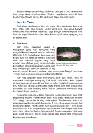 81Prakarya
Sebelum kegiatan budi daya dilakukan kamu perlu tahu karakteristik
ikan yang akan dibudidayakan. Berikut penjelasan deskriptif ikan
konsumsi air tawar, payau dan laut yang dapat dibudidayakan.
1. Ikan Air Tawar
Budi daya pembesaran ikan air tawar didominasi oleh ikan mas,
lele, patin, nila, dan gurami. Selain jenis-jenis ikan yang banyak
dikonsumsi masyarakat Indonesia, juga banyak dikembangkan jenis
ikan lain seperti belut dan nilem. Ikan konsumsi air tawar apa yang ada
di daerahmu?
a. Ikan mas
Ikan mas (Cyprinus carpio L)
merupakan jenis ikan konsumsi yang
sangat dikenal hampir di seluruh Indonesia
(Gambar 3.2). Penyebaran ikan mas yang
begitu luas ke berbagai tempat didukung
oleh cara pembudi dayaan yang relatif
mudah dan sifatnya yang tahan terhadap
perubahan kondisi lingkungan. Nama ikan
mas mempunyai sebutan berbeda di tiap
daerah, seperti ikan mas, tombro, masmasan (Jawa Tengah dan Jawa
Timur), ikan rayo atau ikan ameh (Sumatra Barat).
Ikan mas berbadan agak memanjang, pipih dan lunak. Ikan ini
menyukai habitat perairan yang tidak terlalu dalam dan deras, seperti
di pinggiran sungai atau danau. Ikan ini hidup pada ketinggian sampai
600 meter dpl (di atas permukaan laut). Pakan ikan mas antara lain,
tumbuhan air, dan binatang renik. Pakan utamanya tumbuhan yang
tumbuh di dasar perairan.
Pemijahan ikan mas dapat dilakukan sepanjang tahun dan tidak
tergantung musim. Pembenihan ikan mas biasa dilakukan selama
2-3 minggu untuk benih siap didederkan. Pembesaran ikan mas
dilakukan saat benih sudah berukuran 5 cm – 8 cm yang berasal dari
hasil pendederan. Pembesaran ikan mas dilakukan 3 cm – 4 cm bulan
sesuai ukuran ikan yang menjadi tujuan panen. Selama pembesaran,
ikan diberi pakan tambahan berupa pellet. Pemberian pakan dilakukan
pagi, siang dan sore, sedikit demi sedikit agar pakan tidak tenggelam
ke dasar perairan/kolam.
Sumber: Dokumen Kemdikbud
Gambar 3.2. Ikan mas
 