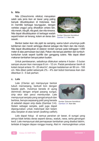 82 Kelas IX SMP/MTs Semester 1
b. Nila
Nila (Oreochromis nilotica) merupakan
salah satu jenis ikan air tawar yang paling
banyak dibudidayakan di Indonesia. Ikan
ini memiliki berbagai keunggulan, dengan
varietas unggul yang dihasilkan antara lain,
nilamerah,nilagift,nilagesit,dannilanirwana.
Nila dapat dibudidayakan di berbagai wadah
seperti kolam air tenang, kolam air deras dan
sawah.
Bentuk badan ikan nila pipih ke samping, warna tubuh umumnya putih
kehitaman dan merah sehingga dikenal sebagai nila hitam dan nila merah.
Nila dapat dibudidayakan di dataran rendah sampai pada ketinggian 1.000
meter di atas permukaan laut (dpl). Pakan nila berupa plankton dan tumbuh-
tumbuhan lunak seperti hydrilla dan ganggang sutera. Nila dapat diberi
makanan tambahan berupa pakan buatan.
Untuk pembesaran, sebaiknya dilakukan selama 4 bulan - 5 bulan
sampai ukuran ikan mencapai 8 cm - 12 cm. Padat penebaran benih di
kolam terpal antara 15 - 20 ekor/m2
, dengan kedalaman air 80 cm - 100
cm. Nila diberi pellet sebanyak 2% - 4% dari bobot biomassa ikan dan
diberikan 3 - 5 kali perhari.
c. Lele
Lele (Clarias sp) mempunyai bentuk
tubuh memanjang, berkulit licin dengan
kepala pipih, mulutnya berada di ujung
(terminal) dengan empat pasang sungut,
sirip ekor dan perut membundar. Lele
mempunyai senjata yang sangat ampuh dan
berbisa, berupa sepasang patil yang berada
di sebelah depan sirip dada (Gambar 3.4).
Selain sebagai senjata, patil juga dapat
dipergunakan untuk melompat dari kolam
atau berjalan di atas tanah (walking catﬁsh).
Lele dapat hidup di semua perairan air tawar, di sungai yang
airnya tidak terlalu deras seperti danau, waduk, rawa, serta genangan
kecil. Lele mempunyai alat pernapasan tambahan yang disebut labirin,
terletak di bagian depan rongga insang. Alat ini memungkinkan untuk
Sumber: Dokumen Kemdikbud
Gambar 3.3. Ikan nila
Sumber: Dokumen Kemdikbud
Gambar 3.4. Ikan lele
 