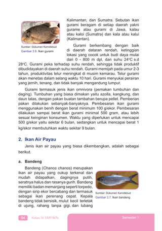 84 Kelas IX SMP/MTs Semester 1
Kalimantan, dan Sumatra. Sebutan ikan
gurami beragam di setiap daerah yakni
gurame atau gurami di Jawa, kalau
atau kaloi (Sumatra) dan kala atau kalui
(Kalimantan).
Gurami berkembang dengan baik
di daerah dataran rendah, ketinggian
lokasi yang cocok untuk budi daya mulai
dari 0 - 800 m dpl, dan suhu 24o
C s.d
28o
C. Gurami peka terhadap suhu rendah, sehingga tidak produktif
dibudidayakan di daerah suhu rendah. Gurami memijah pada umur 2-3
tahun, produktivitas telur meningkat di musim kemarau. Telur gurami
akan menetas dalam selang waktu 10 hari. Gurami menyukai perairan
yang jernih, tenang, dan tidak banyak mengandung lumpur.
Gurami termasuk jenis ikan omnivora (pemakan tumbuhan dan
daging). Tumbuhan yang biasa dimakan yaitu azolla, kangkung, dan
daun talas, dengan pakan buatan tambahan berupa pellet. Pemberian
pakan dilakukan sebanyak-banyaknya. Pembesaran ikan gurami
menggunakan benih dengan berat minimum 100 g/ekor. Pembesaran
dilakukan sampai berat ikan gurami minimal 500 gram, atau lebih
sesuai keinginan konsumen. Waktu yang diperlukan untuk mencapai
500 g/ekor yaitu sekitar 6 bulan, sedangkan untuk mencapai berat 1
kg/ekor membutuhkan waktu sekitar 9 bulan.
2. Ikan Air Payau
Jenis ikan air payau yang biasa dikembangkan, adalah sebagai
berikut.
a. Bandeng
Bandeng (Chanos chanos) merupakan
ikan air payau yang cukup terkenal dan
mudah didapatkan, dagingnya putih,
seratnya halus dan rasanya gurih. Bandeng
memiliki badan memanjang seperti torpedo,
dengan sirip ekor bercabang dan termasuk
sebagai ikan perenang cepat. Kepala
bandeng tidak bersisik, mulut kecil terletak
di ujung, rahang tanpa gigi, dan lubang
Sumber: Dokumen Kemdikbud
Gambar 3.7. Ikan bandeng
Sumber: Dokumen Kemdikbud
Gambar 3.6. Ikan gurami
 