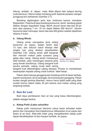 85Prakarya
hidung terletak di depan mata. Mata diliputi oleh selaput bening
(subcutaneus). Warna badan bandeng putih keperak-perakan dengan
punggung biru kehitaman (Gambar 3.7).
Bandeng digolongkan jenis ikan herbivora karena memakan
ﬁtoplankton. Pada budi daya bandeng konsumsi, benih bandeng dapat
ditebar dengan kepadatan tinggi. Benih ukuran berat rata-rata 50 gr/
ekor atau panjang 7 cm -10 cm dapat ditebar 500 ekor/m3
. Ukuran
konsumsi akan mencapai berat rata-rata 450 g/ekor setelah dipelihara
selama 4 bulan.
b. Udang Windu
Udang windu merupakan jenis udang
konsumsi air payau, badan terdiri atas
13 ruas, dan seluruh tubuh ditutupi oleh
rangka luar yang disebut eksoskeleton
(Gambar 3.8). Udang windu aktif bergerak
dan mencari makan pada suasana yang
gelap atau redup. Udang windu mempunyai
sifat kanibal, yaitu memangsa sesama jenis
yang lemah kondisinya. Udang berganti kulit
secara periodik, udang muda lebih sering
berganti kulit dibandingkan udang dewasa. Proses ini memberikan
kesempatan kepada udang untuk tumbuh lebih besar.
Pakan alami berupa ganggang dan binatang renik di dasar tambak,
seperti cacing kecil, larva serangga, larva kerang dan ganggang. Pakan
buatan sangat penting diberikan, namun harus dipilih pelet yang tidak
mudah hancur dalam waktu 24 jam karena cara makan udang yang
tergolong lambat.
3. Ikan Air Laut
Budi daya pembesaran ikan air laut yang biasa dikembangkan,
adalah sebagai berikut:
a. Kakap Putih (Lates calcarifer)
Kakap putih mempunyai toleransi cukup besar terhadap kadar
garam dan merupakan ikan katadromous (dibesarkan di air payau dan
kawin di air laut). Sifat-sifat inilah yang menjadikankan kakap putih
dapat dibudidayakan di laut maupun tambak air payau.
Sumber: Dokumen Kemdikbud
Gambar 3.8. Udang
 
