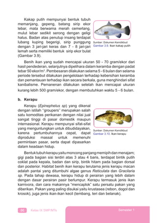 86 Kelas IX SMP/MTs Semester 1
Kakap putih mempunyai bentuk tubuh
memanjang, gepeng, batang sirip ekor
lebar, mata berwarna merah cemerlang,
mulut lebar sedikit serong dengan geligi
halus. Badan atas penutup insang terdapat
lubang kuping begerigi, sirip punggung
dengan 3 jari-jari keras dan 7 - 8 jari-jari
lemah serta memiliki bentuk sirip ekor bulat
(Gambar 3.9).
Benih ikan yang sudah mencapai ukuran 50 - 70 gram/ekor dari
hasil pendederan, selanjutnya dipelihara dalam keramba dengan padat
tebar 50 ekor/m3
. Pembesaran dilakukan selama 5 - 6 bulan dan selama
periode tersebut dilakukan pengelolaan terhadap kebersihan keramba
dan pemantauan terhadap ikan secara berkala, guna menghindari sifat
kanibalisme. Pemanenan dilakukan setelah ikan mencapai ukuran
kurang lebih 500 gram/ekor, dengan membutuhkan waktu 5 - 6 bulan.
b. Kerapu
Kerapu (Epinephelus sp) yang dikenal
dengan istilah ‘‘groupers’’ merupakan salah
satu komoditas perikanan dengan nilai jual
sangat tinggi di pasar domestik maupun
internasional. Kerapu mempunyai sifat-sifat
yang menguntungkan untuk dibudidayakan,
karena pertumbuhannya cepat, dapat
diproduksi massal untuk memenuhi
permintaan pasar, serta dapat dipasarkan
dalam keadaan hidup.
Bentuktubuhkerapuyaitumoncongpanjangmemipihdanmenajam;
gigi pada bagian sisi terdiri atas 3 atau 4 baris, terdapat bintik putih
coklat pada kepala, badan dan sirip, bintik hitam pada bagian dorsal
dan posterior. Habitat benih ikan kerapu terutama jenis kerapu macan
adalah pantai yang ditumbuhi algae genus Reticulata dan Gracilaria
sp. Pada tahap dewasa, kerapu hidup di perairan yang lebih dalam
dengan dasar perairan pasir berlumpur. Kerapu termasuk jenis ikan
karnivora, dan cara makannya “mencaplok” satu persatu pakan yang
diberikan. Pakan yang paling disukai yaitu krustasea (rebon, dogol dan
krosok), juga jenis ikan-ikan kecil (tembang, teri dan belanak).
Sumber: Dokumen Kemdikbud
Gambar 3.10. Ikan kerapu
Sumber: Dokumen Kemdikbud
Gambar 3.9. Ikan kakap putih
 