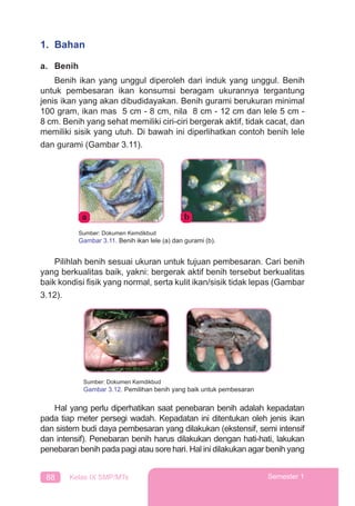 88 Kelas IX SMP/MTs Semester 1
1. Bahan
a. Benih
Benih ikan yang unggul diperoleh dari induk yang unggul. Benih
untuk pembesaran ikan konsumsi beragam ukurannya tergantung
jenis ikan yang akan dibudidayakan. Benih gurami berukuran minimal
100 gram, ikan mas 5 cm - 8 cm, nila 8 cm - 12 cm dan lele 5 cm -
8 cm. Benih yang sehat memiliki ciri-ciri bergerak aktif, tidak cacat, dan
memiliki sisik yang utuh. Di bawah ini diperlihatkan contoh benih lele
dan gurami (Gambar 3.11).
Pilihlah benih sesuai ukuran untuk tujuan pembesaran. Cari benih
yang berkualitas baik, yakni: bergerak aktif benih tersebut berkualitas
baik kondisi ﬁsik yang normal, serta kulit ikan/sisik tidak lepas (Gambar
3.12).
Hal yang perlu diperhatikan saat penebaran benih adalah kepadatan
pada tiap meter persegi wadah. Kepadatan ini ditentukan oleh jenis ikan
dan sistem budi daya pembesaran yang dilakukan (ekstensif, semi intensif
dan intensif). Penebaran benih harus dilakukan dengan hati-hati, lakukan
penebaran benih pada pagi atau sore hari. Hal ini dilakukan agar benih yang
a b
Sumber: Dokumen Kemdikbud
Gambar 3.11. Benih ikan lele (a) dan gurami (b).
Sumber: Dokumen Kemdikbud
Gambar 3.12. Pemilihan benih yang baik untuk pembesaran
 
