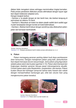 89Prakarya
ditebar tidak mengalami stress sehingga meminimalkan tingkat kematian.
Pada proses penebaran dilakukan proses aklimatisasi dengan tujuan agar
ikan dapat melakukan adaptasi suhu.
Dengan langkah berikut:
- Gambar a. Isi plastik dengan air dan benih ikan, lalu biarkan terapung di
permukaan air selama 10 menit.
- Gambar b. Masukkan air kolam ke dalam plastik sedikit demi sedikit agar
mudah beradaptasi dengan kondisi air kolam/aklimatisasi.
- Gambar c. Biarkan benih keluar dengan sendirinya atau dikeluarkan pelan-
pelan dari kemasan benih/plastik.
b. Pakan
Pakan memegang peranan penting dalam budi daya pembesaran
(ikan konsumsi). Dengan manajemen pakan yang baik, pertumbuhan
ikan dapat mencapai ukuran sesuai target. Jenis pakan yang digunakan
adalah pakan alami dan buatan (gambar 3.14). Pakan alami berasal dari
lingkungan disekitar perairan berupa jasad mikroorganisme akuatik.
Contoh pakan alami yaitu ﬁtoplankton, zooplankton, dan bentos. Pakan
buatan dibuat dari berbagai campuran bahan baku hewani dan nabati
dengan memperhatikan kandungan gizi, sifat dan ukuran ikan yang
mengkonsumsi pakan tersebut.
a b c
Sumber: Dokumen Kemdikbud
Gambar 3.13. Tahapan penebaran benih melalui proses aklimatisasi (a, b, c)
a b
Sumber: Dokumen Kemdikbud
Gambar 3.14. Pakan alami (a) dan buatan (b)
 