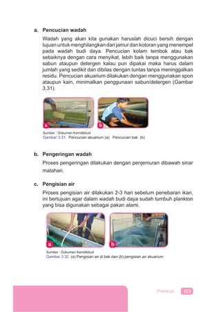 103Prakarya
a. Pencucian wadah
Wadah yang akan kita gunakan haruslah dicuci bersih dengan
tujuan untuk menghilangkan dari jamur dan kotoran yang menempel
pada wadah budi daya. Pencucian kolam tembok atau bak
sebaiknya dengan cara menyikat, lebih baik tanpa menggunakan
sabun ataupun detergen kalau pun dipakai maka harus dalam
jumlah yang sedikit dan dibilas dengan tuntas tanpa meninggalkan
residu. Pencucian akuarium dilakukan dengan menggunakan spon
ataupun kain, minimalkan penggunaan sabun/detergen (Gambar
3.31).
Sumber : Dokumen Kemdikbud
Gambar 3.31. Pencucian akuarium (a) Pencucian bak (b)
b. Pengeringan wadah
Proses pengeringan dilakukan dengan penjemuran dibawah sinar
matahari.
c. Pengisian air
Proses pengisian air dilakukan 2-3 hari sebelum penebaran ikan,
ini bertujuan agar dalam wadah budi daya sudah tumbuh plankton
yang bisa digunakan sebagai pakan alami.
Sumber : Dokumen Kemdikbud
Gambar 3.32. (a) Pengisian air di bak dan (b) pengisian air akuarium
 