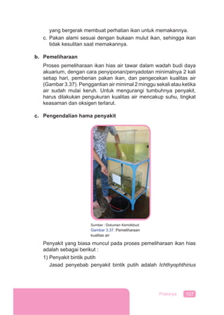 107Prakarya
yang bergerak membuat perhatian ikan untuk memakannya.
c. Pakan alami sesuai dengan bukaan mulut ikan, sehingga ikan
tidak kesulitan saat memakannya.
b. Pemeliharaan
Proses pemeliharaan ikan hias air tawar dalam wadah budi daya
akuarium, dengan cara penyiponan/penyadotan minimalnya 2 kali
setiap hari, pemberian pakan ikan, dan pengecekan kualitas air
(Gambar 3.37). Penggantian air minimal 2 minggu sekali atau ketika
air sudah mulai keruh. Untuk mengurangi tumbuhnya penyakit,
harus dilakukan pengukuran kualitas air mencakup suhu, tingkat
keasaman dan oksigen terlarut.
c. Pengendalian hama penyakit
Penyakit yang biasa muncul pada proses pemeliharaan ikan hias
adalah sebagai berikut :
1) Penyakit bintik putih
Jasad penyebab penyakit bintik putih adalah Ichthyophthirius
Sumber : Dokumen Kemdikbud
Gambar 3.37. Pemeliharaan
kualitas air
 