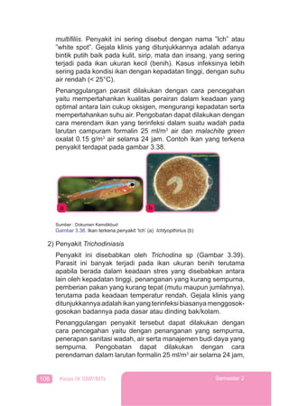 108 Kelas IX SMP/MTs Semester 2
multiﬁliis. Penyakit ini sering disebut dengan nama ”Ich” atau
”white spot”. Gejala klinis yang ditunjukkannya adalah adanya
bintik putih baik pada kulit, sirip, mata dan insang, yang sering
terjadi pada ikan ukuran kecil (benih). Kasus infeksinya lebih
sering pada kondisi ikan dengan kepadatan tinggi, dengan suhu
air rendah (< 25°C).
Penanggulangan parasit dilakukan dengan cara pencegahan
yaitu mempertahankan kualitas perairan dalam keadaan yang
optimal antara lain cukup oksigen, mengurangi kepadatan serta
mempertahankan suhu air. Pengobatan dapat dilakukan dengan
cara merendam ikan yang terinfeksi dalam suatu wadah pada
larutan campuram formalin 25 ml/m3
air dan malachite green
oxalat 0.15 g/m3
air selama 24 jam. Contoh ikan yang terkena
penyakit terdapat pada gambar 3.38.
Sumber : Dokumen Kemdikbud
Gambar 3.38. Ikan terkena penyakit ‘Ich’ (a) Ichtyopthirius (b)
y g
2) Penyakit Trichodiniasis
Penyakit ini disebabkan oleh Trichodina sp (Gambar 3.39).
Parasit ini banyak terjadi pada ikan ukuran benih terutama
apabila berada dalam keadaan stres yang disebabkan antara
lain oleh kepadatan tinggi, penanganan yang kurang sempurna,
pemberian pakan yang kurang tepat (mutu maupun jumlahnya),
terutama pada keadaan temperatur rendah. Gejala klinis yang
ditunjukkannya adalah ikan yang terinfeksi biasanya menggosok-
gosokan badannya pada dasar atau dinding bak/kolam.
Penanggulangan penyakit tersebut dapat dilakukan dengan
cara pencegahan yaitu dengan penanganan yang sempurna,
penerapan sanitasi wadah, air serta manajemen budi daya yang
sempurna. Pengobatan dapat dilakukan dengan cara
perendaman dalam larutan formalin 25 ml/m3
air selama 24 jam,
 