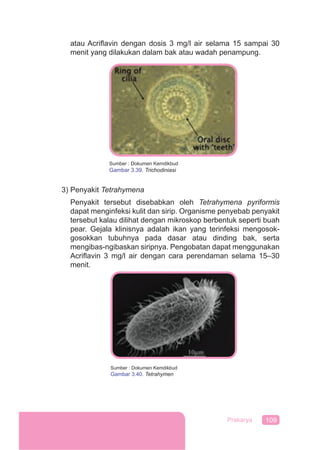 109Prakarya
atau Acriﬂavin dengan dosis 3 mg/l air selama 15 sampai 30
menit yang dilakukan dalam bak atau wadah penampung.
3) Penyakit Tetrahymena
Penyakit tersebut disebabkan oleh Tetrahymena pyriformis
dapat menginfeksi kulit dan sirip. Organisme penyebab penyakit
tersebut kalau dilihat dengan mikroskop berbentuk seperti buah
pear. Gejala klinisnya adalah ikan yang terinfeksi mengosok-
gosokkan tubuhnya pada dasar atau dinding bak, serta
mengibas-ngibaskan siripnya. Pengobatan dapat menggunakan
Acriﬂavin 3 mg/l air dengan cara perendaman selama 15–30
menit.
Sumber : Dokumen Kemdikbud
Gambar 3.39. Trichodiniasi
Sumber : Dokumen Kemdikbud
Gambar 3.40. Tetrahymen
 