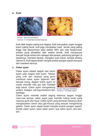 130 Kelas IX SMP/MTs Semester 2
b. Kulit
Sumber: Dokumen Kemdikbud
Gambar 4.15 Kulit Ikan (a) Kulit sapi (b)
Kulit ialah bagian paling luar daging. Kulit merupakan organ tunggal
tubuh paling berat, kulit juga merupakan hasil ternak yang paling
tinggi nilai ekonominya yaitu sekitar 59% dari nilai keseluruhan
produk yang dihasilkan oleh seekor ternak. Kulit mempunyai
banyak fungsi antara lain sebagai alat perasa, pelindung jaringan di
bawahnya, memberi bentuk, mengatur suhu tubuh, tempat sintesis
vitamin D. Kulit dapat diolah menjadi produk pangan seperti kerupuk
dan masakan lainnya.
c. Ceker ayam
Ceker ayam adalah bagian dari tubuh
ayam yaitu bagian kaki ayam. Tekstur
yang unik dan rasanya yang gurih
membuat ceker ayam digemari oleh
banyak orang. Bagian tubuh ayam ini
masih memiliki nilai gizi dan manfaat
bagi tubuh. Ceker ayam mengandung
protein, kolagen, zat kapur/kalsium dan
kartilago.
Ceker ayam memiliki sedikit daging disemua bagian hingga
ruas-ruas jarinya, ceker ayam juga memiliki tulang lunak yang
rasanya gurih dan lezat. Ceker ayam yang dimasak biasanya akan
mengeluarkan cairan atau gel khusus yang banyak mengandung
gelatin. Ceker ayam dapat diolah menjadi produk pangan seperti,
keripik ceker ayam, baso ceker ayam, sup ceker ayam, dan lain-
lain.
Sumber: Dokumen Kemdikbud
Gambar 4.16 Ceker ayam
 