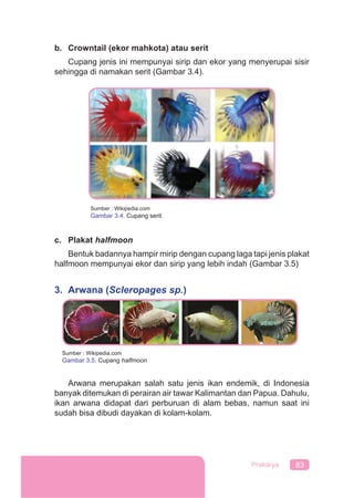 83Prakarya
b. Crowntail (ekor mahkota) atau serit
Cupang jenis ini mempunyai sirip dan ekor yang menyerupai sisir
sehingga di namakan serit (Gambar 3.4).
c. Plakat halfmoon
Bentuk badannya hampir mirip dengan cupang laga tapi jenis plakat
halfmoon mempunyai ekor dan sirip yang lebih indah (Gambar 3.5)
3. Arwana (Scleropages sp.)
Arwana merupakan salah satu jenis ikan endemik, di Indonesia
banyak ditemukan di perairan air tawar Kalimantan dan Papua. Dahulu,
ikan arwana didapat dari perburuan di alam bebas, namun saat ini
sudah bisa dibudi dayakan di kolam-kolam.
Sumber : Wikipedia.com
Gambar 3.4. Cupang serit
Sumber : Wikipedia.com
Gambar 3.5. Cupang halfmoon
 
