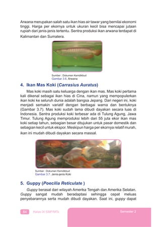 84 Kelas IX SMP/MTs Semester 2
Arwana merupakan salah satu ikan hias air tawar yang bernilai ekonomi
tinggi. Harga per ekornya untuk ukuran kecil bisa mencapai jutaan
rupiah dari jenis-jenis tertentu. Sentra produksi ikan arwana terdapat di
Kalimantan dan Sumatera.
4. Ikan Mas Koki (Carrasius Auratus)
Mas koki masih satu keluarga dengan ikan mas. Mas koki pertama
kali dikenal sebagai ikan hias di Cina, namun yang mempopulerkan
ikan koki ke seluruh dunia adalah bangsa Jepang. Dari negeri ini, koki
menjadi semakin variatif dengan berbagai warna dan bentuknya
(Gambar 3.7). Mas koki sudah lama dibudi dayakan secara luas di
Indonesia. Sentra produksi koki terbesar ada di Tulung Agung, Jawa
Timur. Tulung Agung memproduksi lebih dari 55 juta ekor ikan mas
koki setiap tahun, sebagian besar ditujukan untuk pasar domestik dan
sebagian kecil untuk ekspor. Meskipun harga per ekornya relatif murah,
ikan ini mudah dibudi dayakan secara massal.
5. Guppy (Poecilia Reticulate )
Guppy berasal dari wilayah Amerika Tengah dan Amerika Selatan.
Guppy sangat mudah beradaptasi sehingga cepat meluas
penyebarannya serta mudah dibudi dayakan. Saat ini, guppy dapat
Sumber : Dokumen Kemdikbud
Gambar 3.6. Arwana
Sumber : Dokumen Kemdikbud
Gambar 3.7. Jenis-jenis Koki
 
