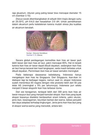 86 Kelas IX SMP/MTs Semester 2
raja akuarium. Ukuran yang paling besar bisa mencapai diameter 15
cm (Gambar 3.10).
Discus cocok dikembangbiakan di wiliyah iklim tropis dengan suhu
air 25-30o
C, pH 6-6,5 dan kesadahan 3-5 dH. Untuk pemeliharaan
dalam akuarium perlu ketelatenan karena mudah stress jika kualitas
air akuarium berubah.
Secara global perdagangan komoditas ikan hias air tawar jauh
lebih besar dari ikan hias air laut, yakni mencapai 85%. Hal ini terjadi
karena ikan hias air tawar dapat dibudi dayakan, sedangkan ikan hias
air laut hanya berasal dari hasil tangkapan, serta masih terbatas untuk
dibudi dayakan. Permintaan ikan hias air tawar semakin meningkat.
Pada beberapa dasawarsa kebelakang, Indonesia hanya
mengekspor ikan hias ke Singapura. Dari Singapura, ikan-ikan ini
diekspor lagi ke berbagai negara, namun saat ini, ekspor Indonesia
sudah menembus 60 negara dengan nilai produksi lebih dari 50 juta
dolar AS (meningkat ± 9% per tahunnnya). Indonesia pun selalu
menjadi 5 besar eksportir ikan hias terbesar dunia.
Dari sisi keragaman, terdapat lebih dari 300 jenis ikan hias air
tawar maupun laut yang menjadi kamulan ekspor. Ikan hias yang layak
ekspor biasanya diseleksi berdasarkan enam kriteria, yakni ukuran,
jenis ikan, keseragaman, keunikan bentuk dan warna, bebas penyakit
dan daya adaptasi terhadap lingkungan. Jenis-jenis ikan hias laut yang
di ekspor warna-warna yang mencolok, antara lain:
Sumber : Dokumen Kemdikbud
Gambar 3.10. Discus
 