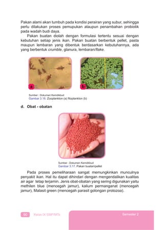 90 Kelas IX SMP/MTs Semester 2
Pakan alami akan tumbuh pada kondisi perairan yang subur, sehingga
perlu dilakukan proses pemupukan ataupun penambahan probiotik
pada wadah budi daya.
Pakan buatan diolah dengan formulasi tertentu sesuai dengan
kebutuhan setiap jenis ikan. Pakan buatan berbentuk pellet, pasta
maupun lembaran yang dibentuk berdasarkan kebutuhannya, ada
yang berbentuk crumble, glanura, lembaran/ﬂake.
Sumber : Dokumen Kemdikbud
Gambar 3.16. Zooplankton (a) ﬁtoplankton (b)
d. Obat - obatan
Pada proses pemeliharaan sangat memungkinkan munculnya
penyakit ikan. Hal itu dapat dihindari dengan mengendalikan kualitas
air agar tetap terjamin. Jenis obat-obatan yang sering digunakan yaitu
methilen blue (mencegah jamur), kalium permanganat (mencegah
jamur), Malasit green (mencegah parasit golongan protozoa).
Sumber : Dokumen Kemdikbud
Gambar 3.17. Pakan buatan/pellet
 