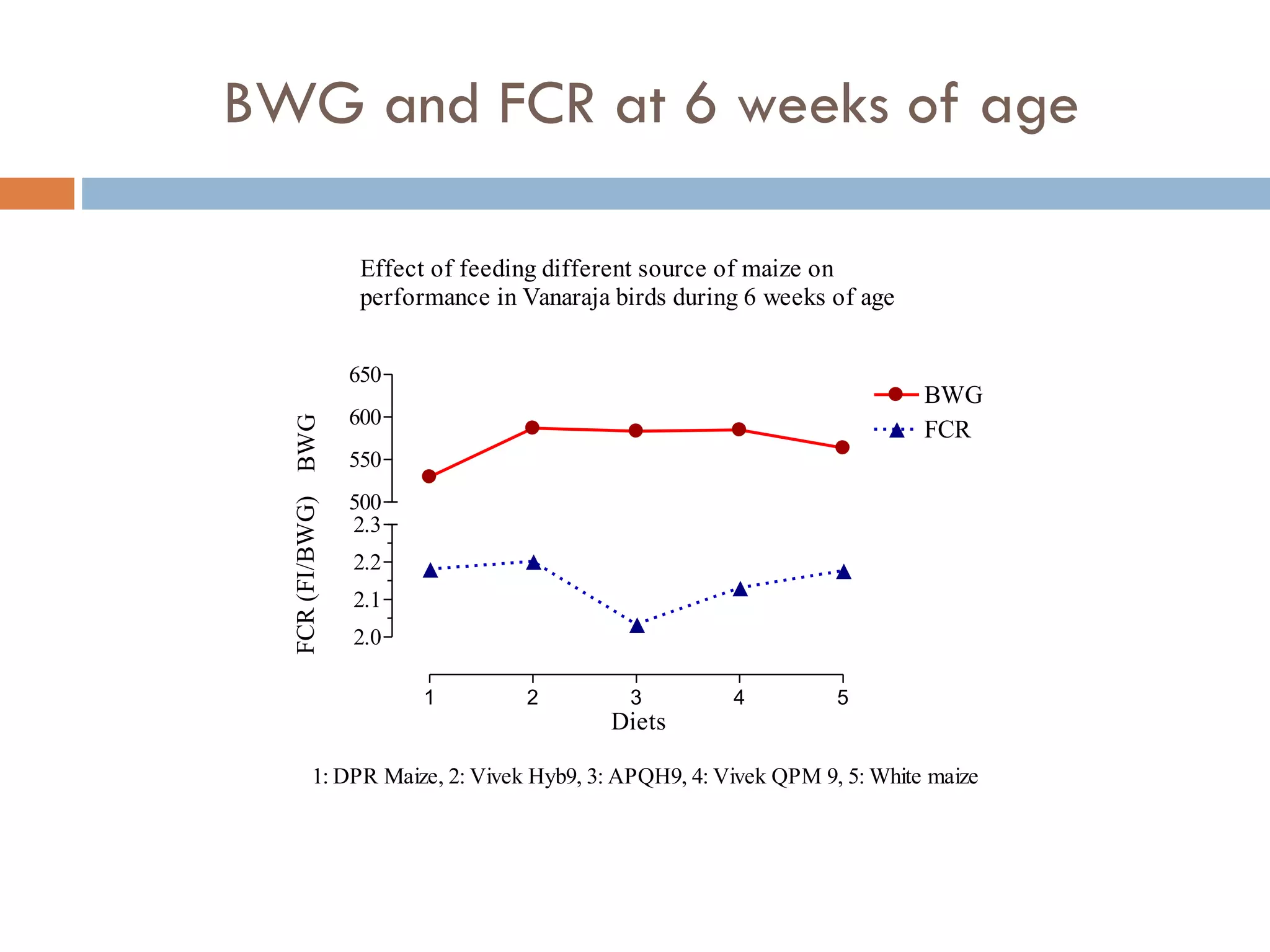 BWG and FCR at 6 weeks of age
1 2 3 4 5
2.0
2.1
2.2
2.3
BWG
FCR
500
550
600
650
Diets
BWGFCR(FI/BWG)
1: DPR Maize, 2: Vivek Hyb9, 3: APQH9, 4: Vivek QPM 9, 5: White maize
Effect of feeding different source of maize on
performance in Vanaraja birds during 6 weeks of age
 