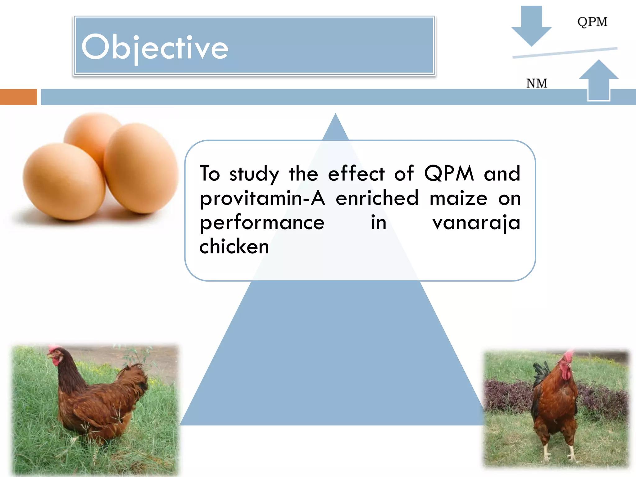 Objective
To study the effect of QPM and
provitamin-A enriched maize on
performance in vanaraja
chicken
 