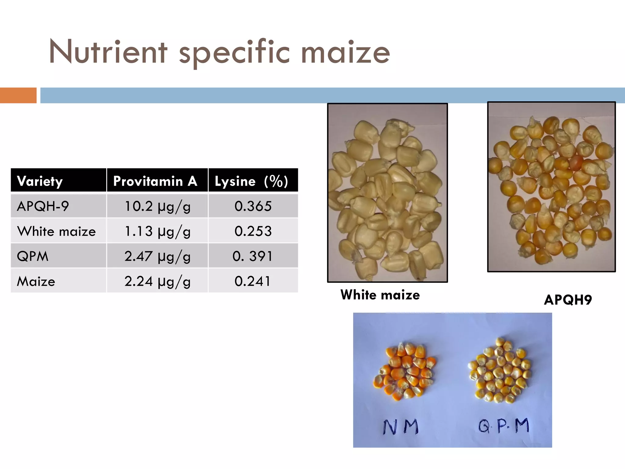 Nutrient specific maize
White maize APQH9
Variety Provitamin A Lysine (%)
APQH-9 10.2 µg/g 0.365
White maize 1.13 µg/g 0.253
QPM 2.47 µg/g 0. 391
Maize 2.24 µg/g 0.241
 