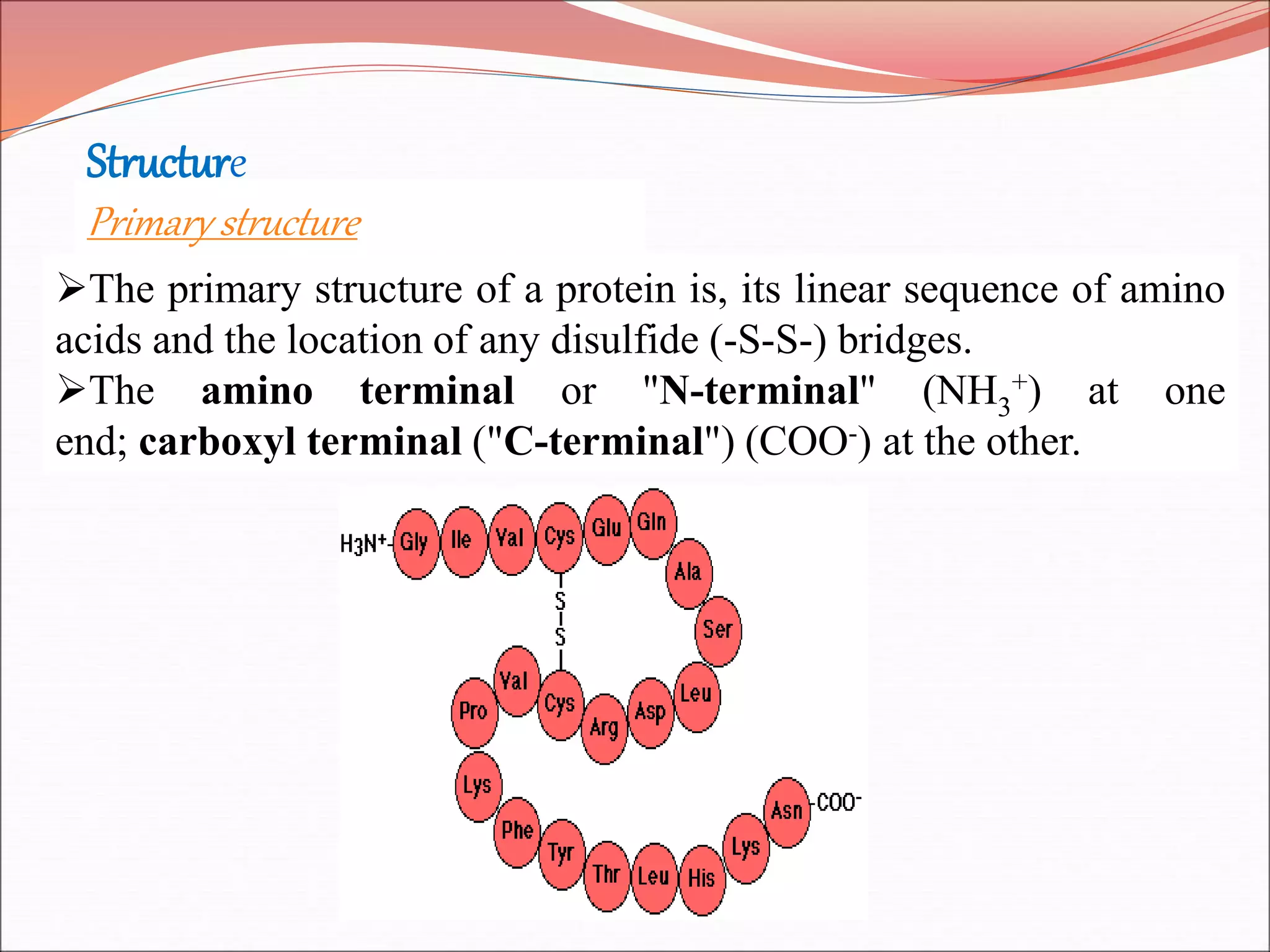 Structure
Primary structure
The primary structure of a protein is, its linear sequence of amino
acids and the location of any disulfide (-S-S-) bridges.
The amino terminal or "N-terminal" (NH3
+) at one
end; carboxyl terminal ("C-terminal") (COO-) at the other.
 