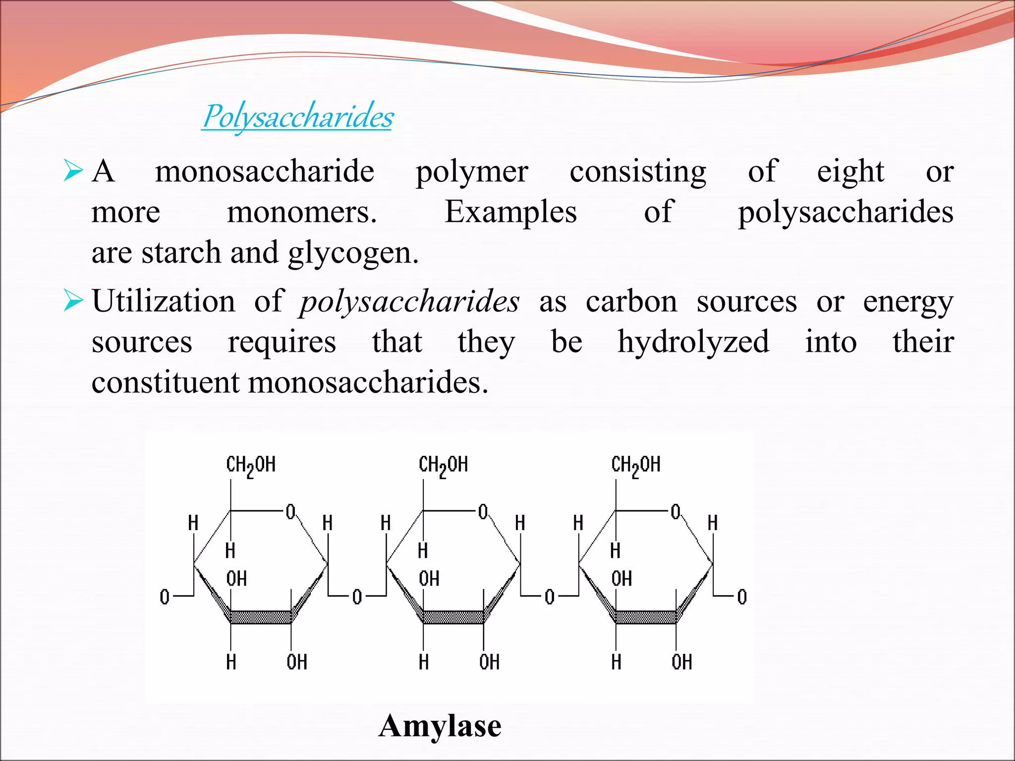 Polysaccharides
A monosaccharide polymer consisting of eight or
more monomers. Examples of polysaccharides
are starch and glycogen.
Utilization of polysaccharides as carbon sources or energy
sources requires that they be hydrolyzed into their
constituent monosaccharides.
Amylase
 
