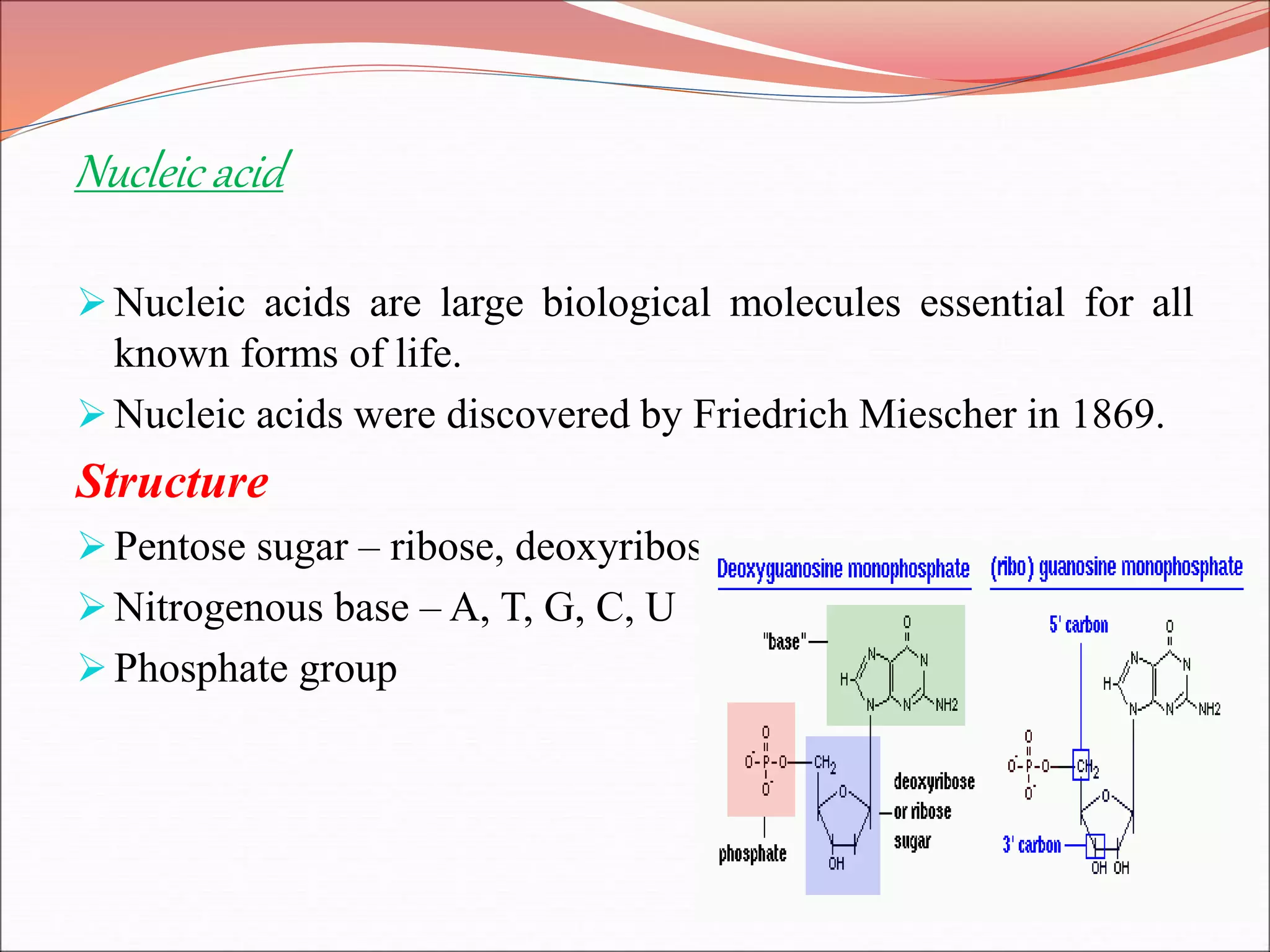 Nucleic acid
Nucleic acids are large biological molecules essential for all
known forms of life.
Nucleic acids were discovered by Friedrich Miescher in 1869.
Structure
Pentose sugar – ribose, deoxyribose
Nitrogenous base – A, T, G, C, U
Phosphate group
 