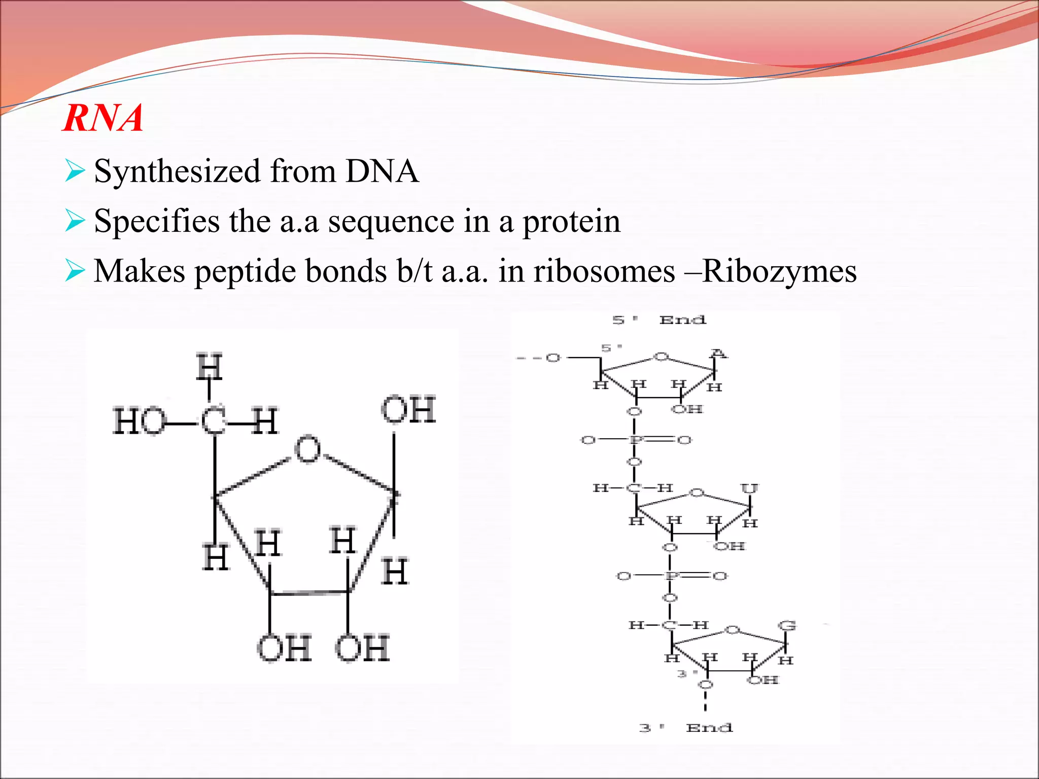 RNA
Synthesized from DNA
Specifies the a.a sequence in a protein
Makes peptide bonds b/t a.a. in ribosomes –Ribozymes
 
