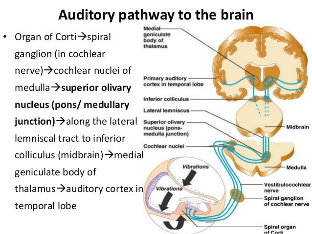 Anatomy & Physio Hearing. Clinical application. Evoked potential.ABR.