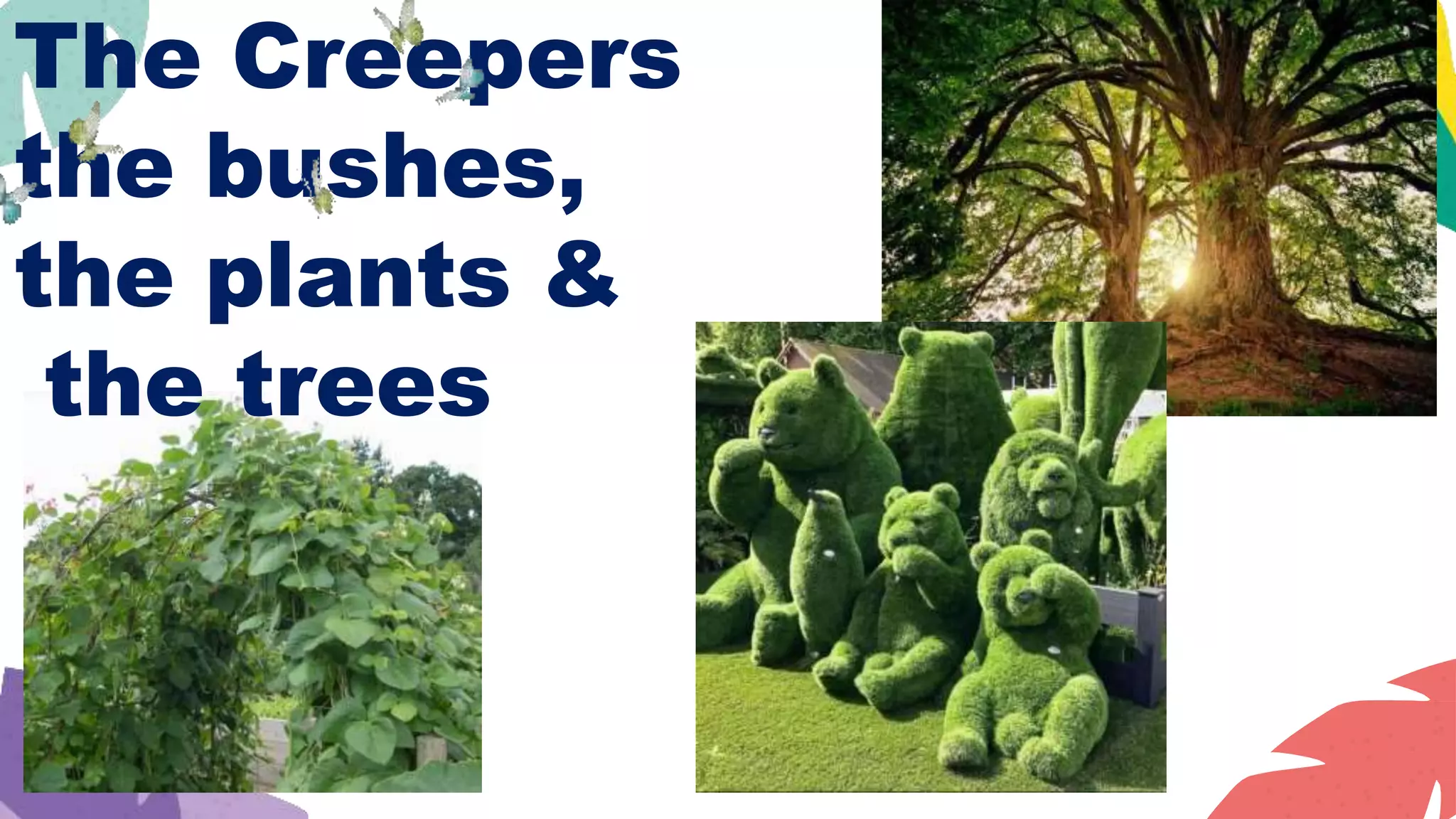 The Creepers
the bushes,
the plants &
the trees
 