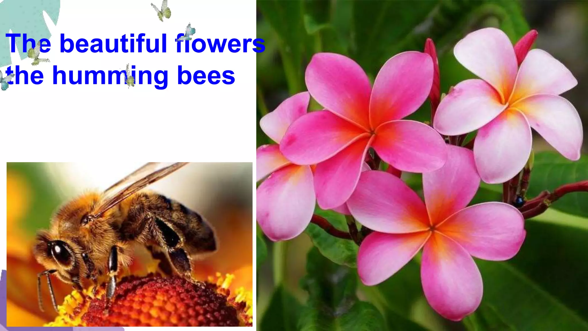 The beautiful flowers
the humming bees
 