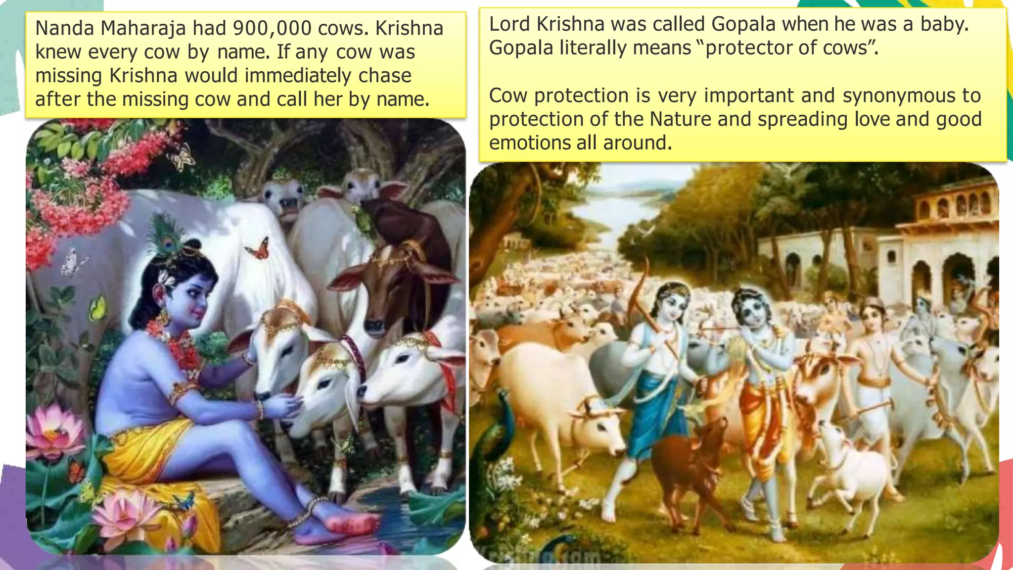 Lord Krishna was called Gopala when he was a baby.
Gopala literally means “protector of cows”.
Cow protection is very important and synonymous to
protection of the Nature and spreading love and good
emotions all around.
Nanda Maharaja had 900,000 cows. Krishna
knew every cow by name. If any cow was
missing Krishna would immediately chase
after the missing cow and call her by name.
 
