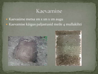 ? Kaevasime metsa 1m x 1m x 1m augu
? Kaevamise k?igus paljastusid meile 4 mullakihti
 