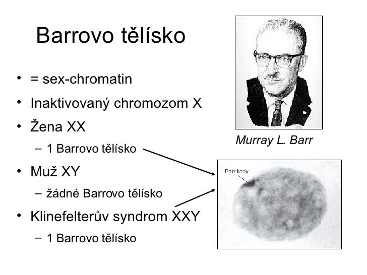fenotyp fenotyp