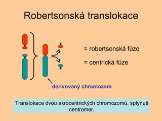 Robertsonsk translokace = robertsonsk fze = centrick fze Translokace dvou akrocentrick?ch chromozom?, splynut centromer. derivovan? chromozom 