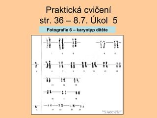 Praktick cvi?en str. 36 C 8.7. ?kol  5 Fotografie 6 C karyotyp dtte 