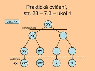 Praktick cvi?en,  str. 28 C 7.3 C kol 1 XY XY XY XY XXY XXY X X +X nondisjunkce fertilizace Obr. 7.1A 