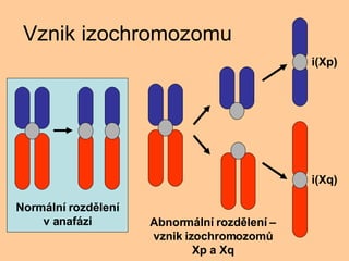 Vznik izochromozomu i(Xp) i(Xq) Normln rozdlen v anafzi Abnormln rozdlen C vznik izochromozom? Xp a Xq 
