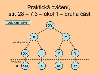 Praktick cvi?en,  str. 28 C 7.3 C kol 1 C druh ?st XY Y X XX Y Y XXX X XY XY +X nondisjunkce fertilizace Obr. 7.1B - vlevo 