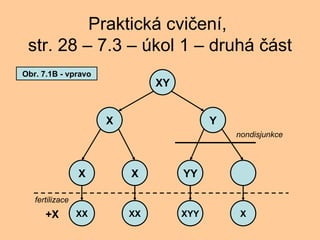 Praktick cvi?en,  str. 28 C 7.3 C kol 1 C druh ?st XY Y X X X YY XX XX XYY X +X nondisjunkce fertilizace Obr. 7.1B - vpravo 