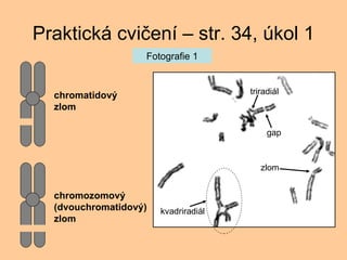 Praktick cvi?en C str. 34, kol 1 Fotografie 1 gap zlom triradil kvadriradil chromatidov? zlom chromozomov? (dvouchromatidov?) zlom 