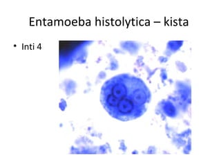 Entamoeba histolytica – kista
• Inti 4
 