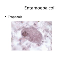 Entamoeba coli
• Tropozoit
 