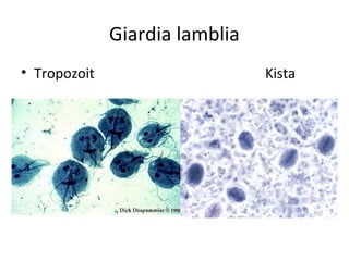 Giardia lamblia
• Tropozoit                     Kista
 