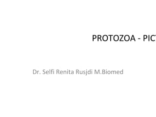 PROTOZOA - PICT


Dr. Selfi Renita Rusjdi M.Biomed
 