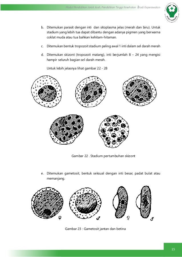 Pemeriksaan darah ( protozoa : parasit malaria)