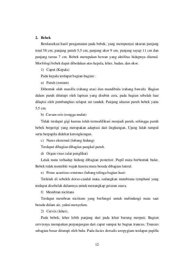 Laporan Praktikum 6 Identifikasi Burung