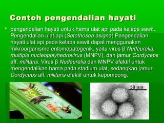 Contoh pengendalian hayati
 pengendalian hayati untuk hama ulat api pada kelapa sawit.
  Pengendalian ulat api (Setothosea asigna) Pengendalian
  hayati ulat api pada kelapa sawit dapat menggunakan
  mikroorganisme entomopatogenik, yaitu virus β Nudaurelia,
  multiple nucleopolyhedrovirus (MNPV), dan jamur Cordyceps
  aff. militaris. Virus β Nudaurelia dan MNPV efektif untuk
  mengendalikan hama pada stadium ulat, sedangkan jamur
  Cordyceps aff. militaris efektif untuk kepompong.
 