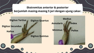 Comprehensive Morphology and Anatomy of Lizards: A Detailed Study | PDF