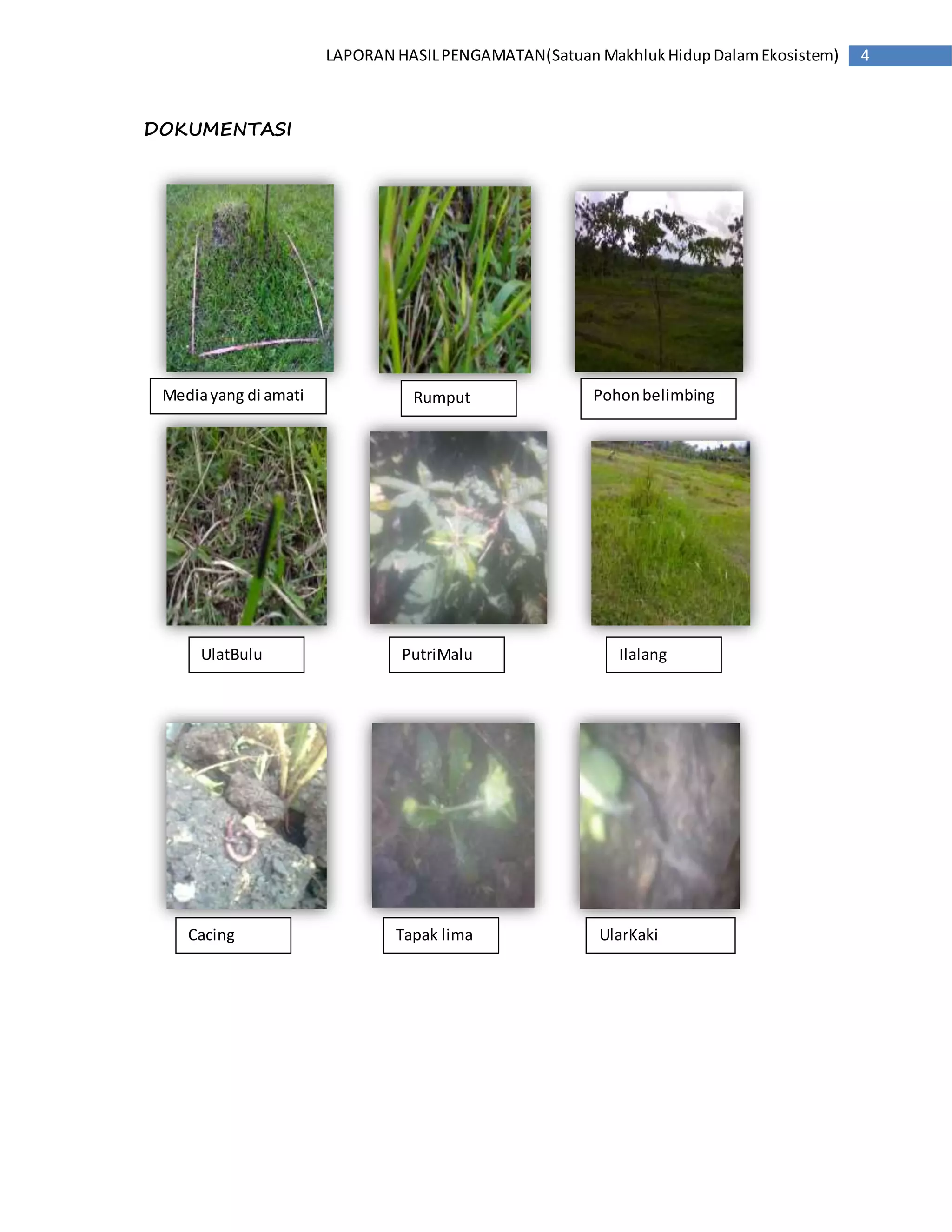 LAPORAN HASIL PENGAMATAN(Satuan Makhluk Hidup Dalam Ekosistem) 4 
DOKUMENTASI 
Media yang di amati Rumput Pohon belimbing 
UlatBulu PutriMalu Ilalang 
Cacing Tapak lima UlarKaki 
SeribuSeribu 
 
