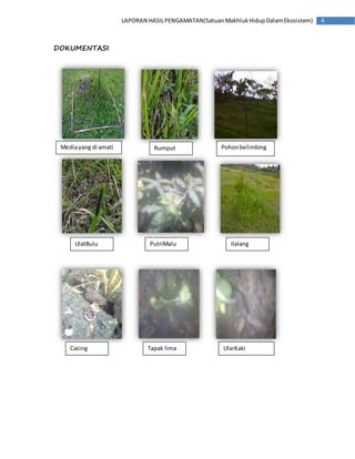 LAPORAN HASIL PENGAMATAN(Satuan Makhluk Hidup Dalam Ekosistem) 4 
DOKUMENTASI 
Media yang di amati Rumput Pohon belimbing 
UlatBulu PutriMalu Ilalang 
Cacing Tapak lima UlarKaki 
SeribuSeribu 
 