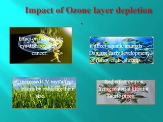 Effect on human life
eye diseases ,skin it affect aquatic animals
cancer. Damage early development
of fishes, crab , shrimp.
increased UV rays affect bad effect on non
plants by reducing their living material likpaint
size. Fabric pipes.
 