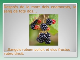Després de la mort dels enamorats, la sang de tots dos... ...Sanguis rub um  pollu i t et  eius fructus  rub ro   tinxit . 