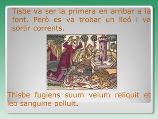 Tisbe va ser la primera en arribar a la font. Però es va trobar un lleó i va sortir corrents.  Thisbe  fugiens suum  velum  reliquit  et leo sanguine pollu i t . 